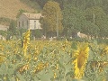 Appartementen Gli Ippocastani Le Marche Itali Pergola Le Marche Italy